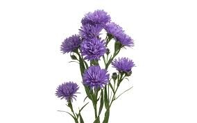 Aster Flower