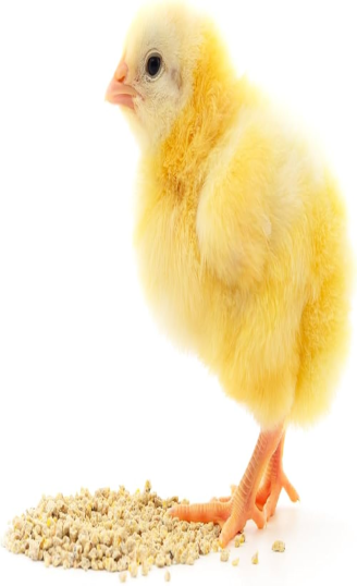 Bird, Poultry & Animal Food