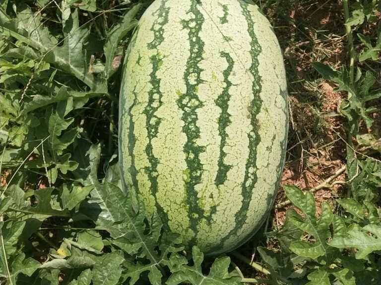 Fresh Watermelon