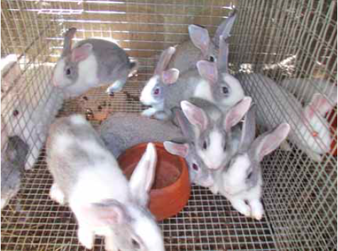 Rabbit Farming