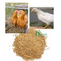 Bird, Poultry & Animal Food