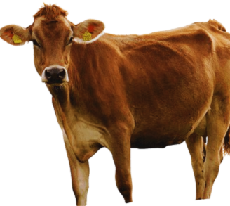 Pet and Farming Animals