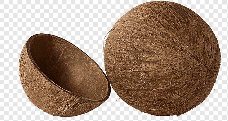 Coconut Shell