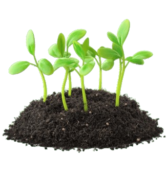 Seeds & Plant Saplings