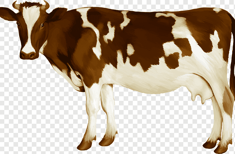 Live Rathi Cow