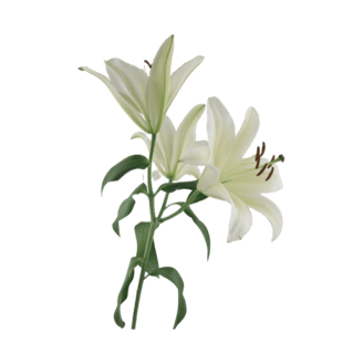 Fresh Flowers and Plants