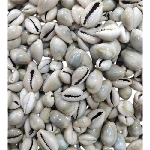 Cowrie Seashell