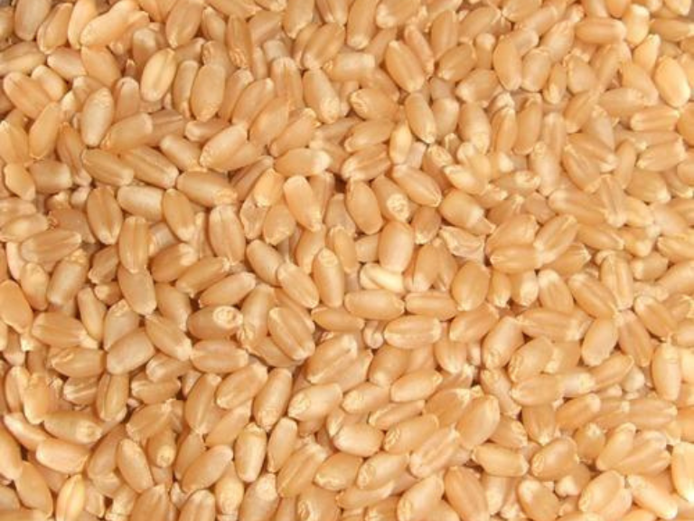 Wheat Seeds