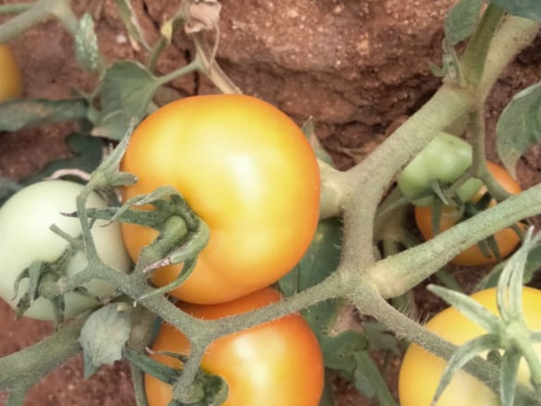 Fresh Tomatoes