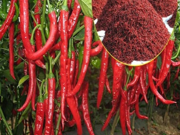 Red Chilli