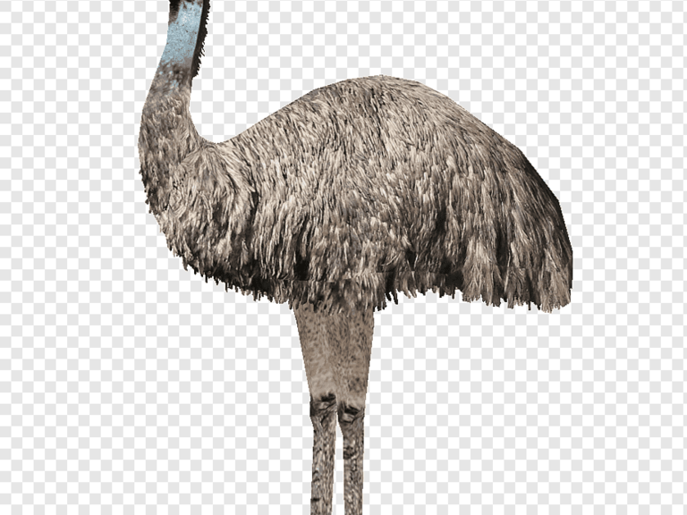 Emu Bird